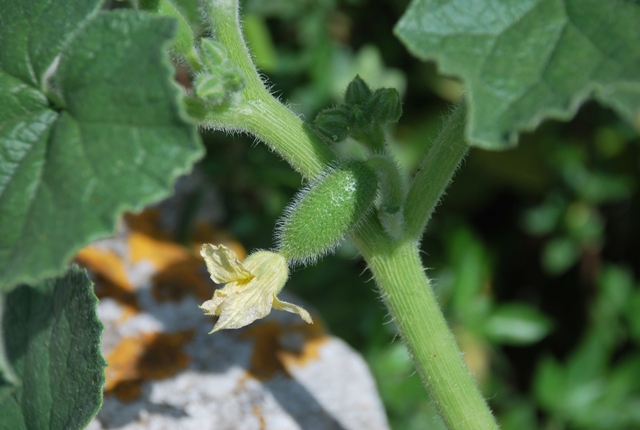 Ecballium elaterium / Cocomero asinino